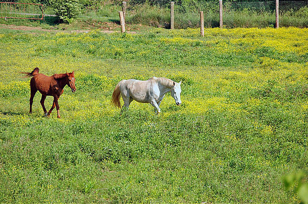 在北乔治亚州泰特山上，两匹马在春天盛开的田野上自由地吃喝行走