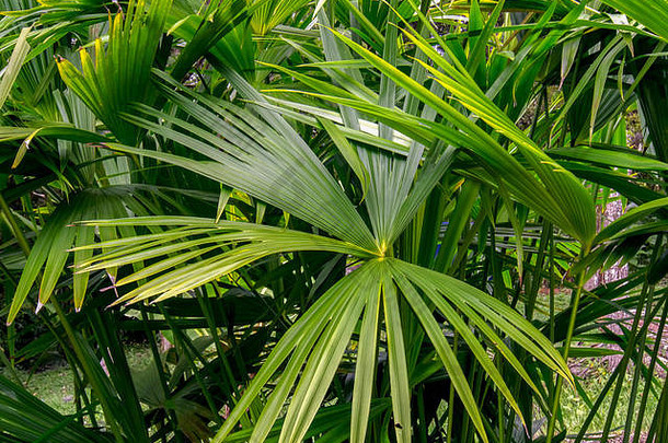 特写镜头摄影矮风扇棕榈叶子捕获安第斯山脉的山南部哥伦比亚