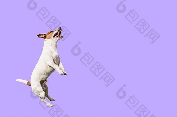 在<strong>纯色</strong>紫色<strong>背景</strong>上，活泼敏捷的狗能跳得很高
