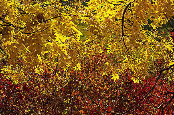 秋天的森林黄色的枫叶和树