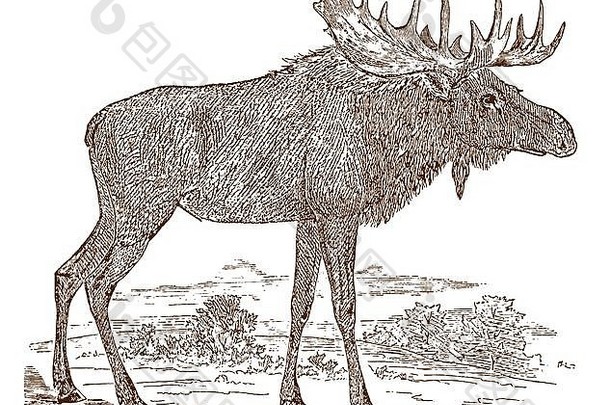 侧视图中的公驼鹿（alces）公牛，站在风景中。19世纪历史版画之后的插图