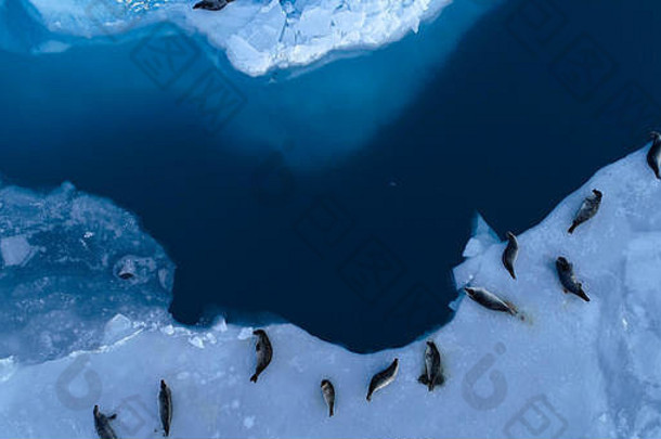 海豹冰浮冰空中视图