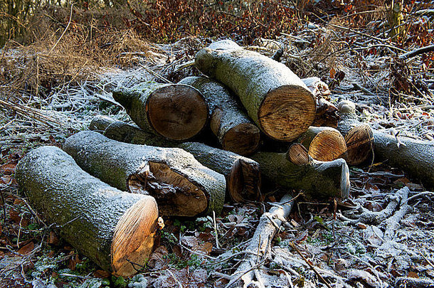 冬天结了霜的成堆的原木