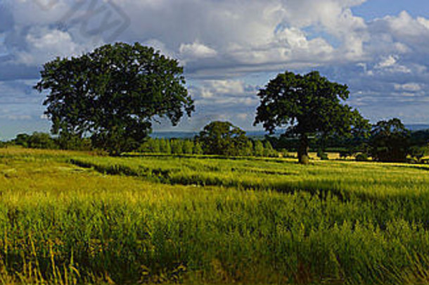 农田麦片作物农业沃里克郡中部地区英格兰