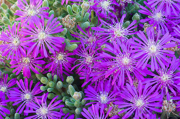 紧丛紫色的mesembryanthemumdrosanthemumhispidium花