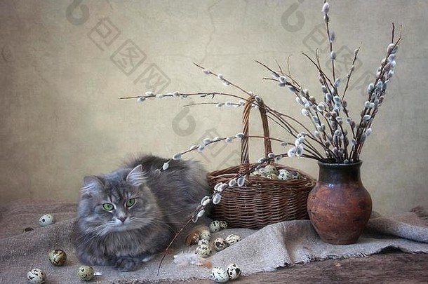 春天的静物与美丽的灰色小猫