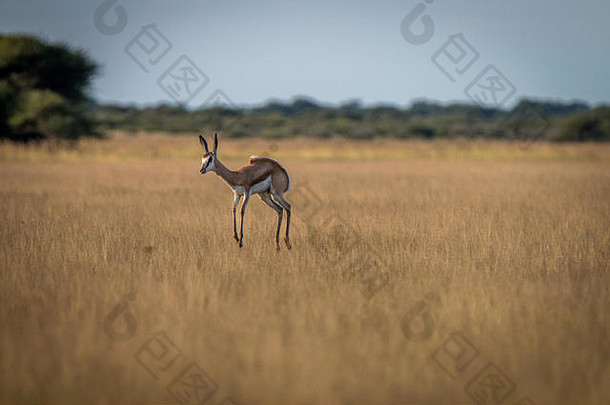 跳羚展示高草中央喀拉哈里沙漠博茨瓦纳