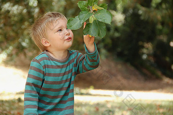 年轻的男孩叶子树