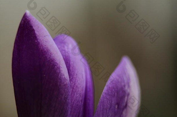 紫罗兰色的makro图片