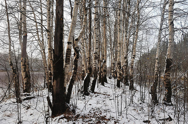 第一场雪后桦树的特写镜头
