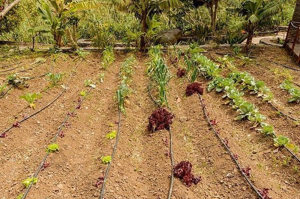 在拉戈梅拉的拉赫米瓜山谷里有一个很好的生态果园。2019年4月15日。拉戈梅拉，圣克鲁斯德特内里费西班牙非洲。旅游Phot