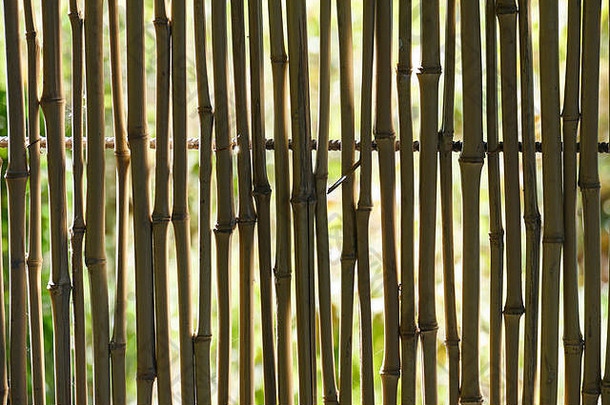 背光中的芦苇栅栏。自然背景。