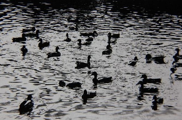 精细的70年代复古黑白极端摄影，一群鸭子在池塘周围游泳。
