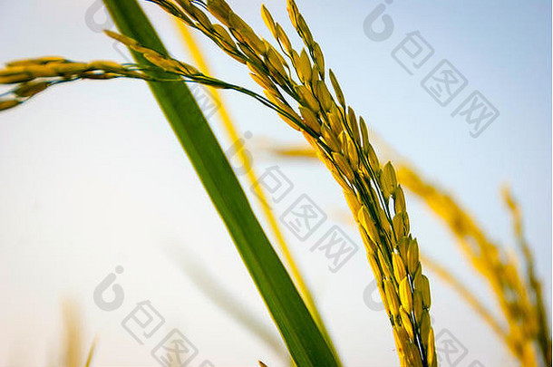 田野上生长的新鲜绿色水稻，特写
