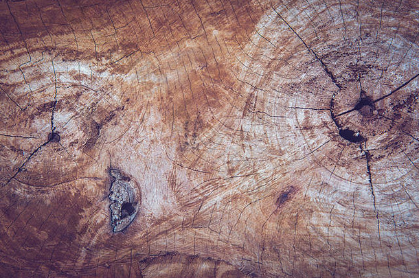 木质背景和纹理，年轮状木材