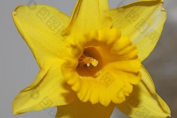 黄色水仙花宏观背景优质假水仙科石蒜科