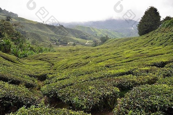 卡梅隆高地的绿色山茶种植园独特的自然马来西亚