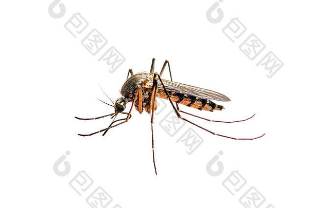疟疾或寨卡病毒感染的蚊虫在白斑上分离