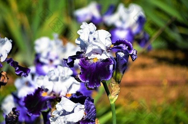 在意大利佛罗伦萨的Giardino dell'Iris（鸢尾花园）举行的一年一度的国际鸢尾花大赛上，鲜花盛开