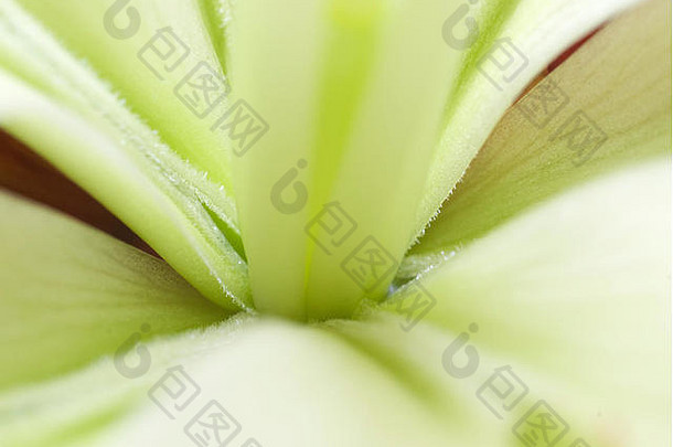 一朵盛开的百合花的微缩照片。