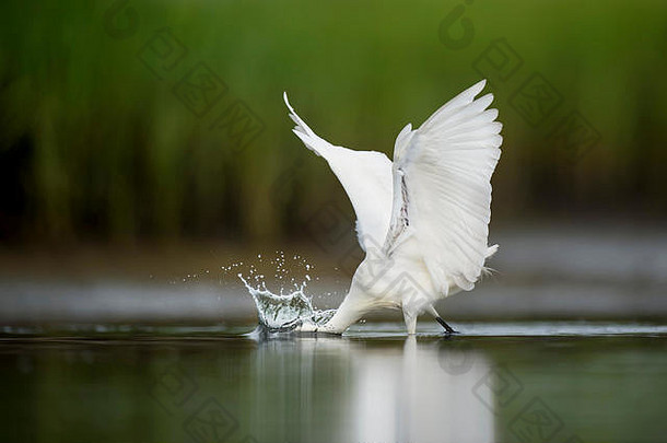 一只雪白的白鹭扑向水面，一条小鱼振翅飞溅。