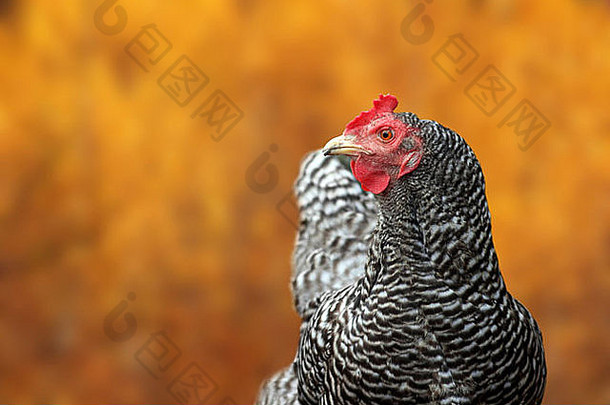 大<strong>条纹</strong>母鸡肖像站散焦色彩斑斓的秋天背景