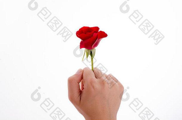手拿着白色背景上的红玫瑰