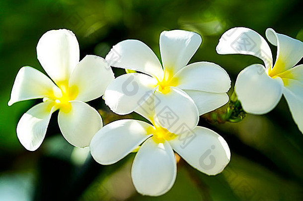 泰国克拉比的白花