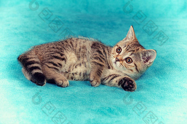 可爱的小猫躺在柔软的冷杉毯子上