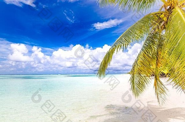 热带海滩背景夏天景观海滩摇摆不定的吊床白色沙子平静海海滩横幅完美的海滩场景假期