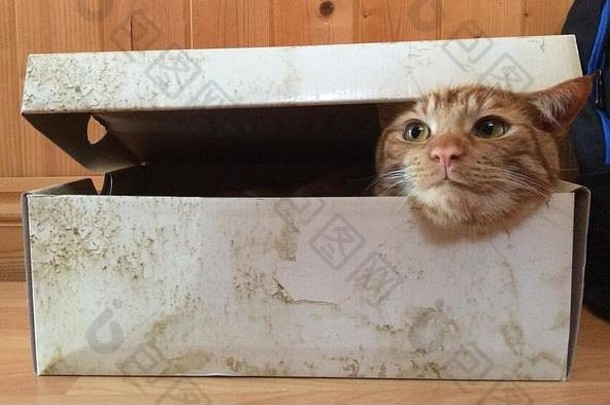 猫纸板鞋盒子