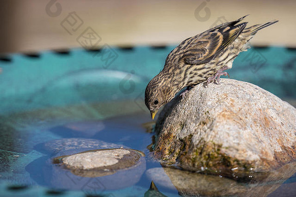 松树西斯金是一种小型雀鸟，它会到后院的一个鸟类浴场去，并从中喝水。