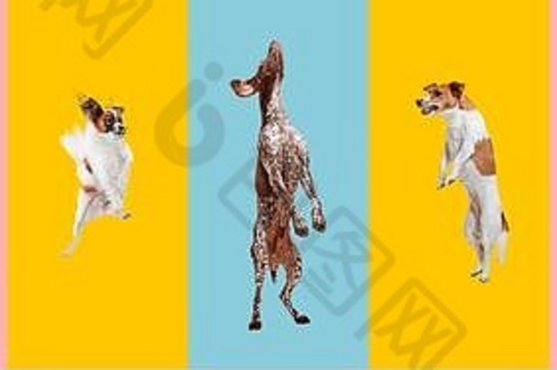 年轻的狗跳玩飞行可爱的的狗宠物快乐孤立的色彩斑斓的梯度背景工作室有创意的拼贴画品种狗摩天观景轮