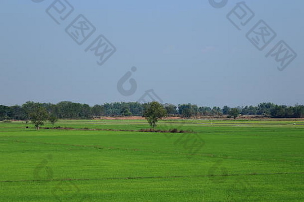农村农田。泰国的稻田。潮湿的稻田。背景中的一排树。
