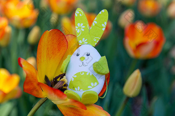 可爱的兔子玩具隐秘橙色郁金香