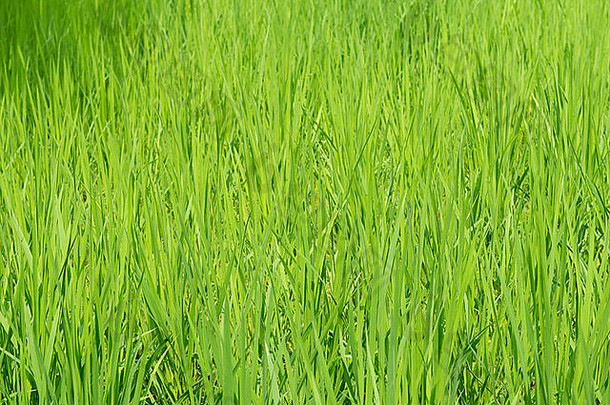 绿色稻田背景下的水稻幼苗