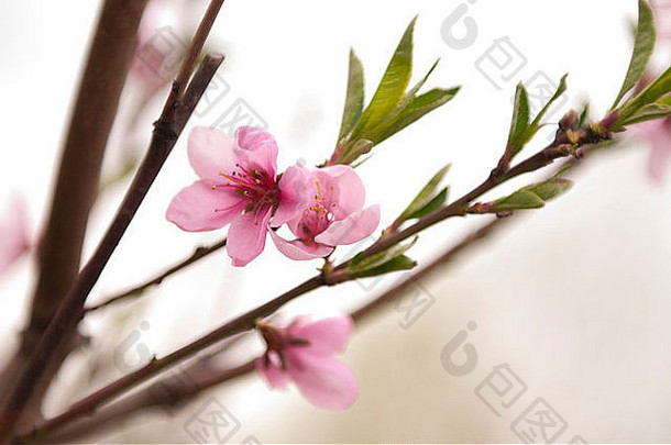 春天开满鲜花的桃树