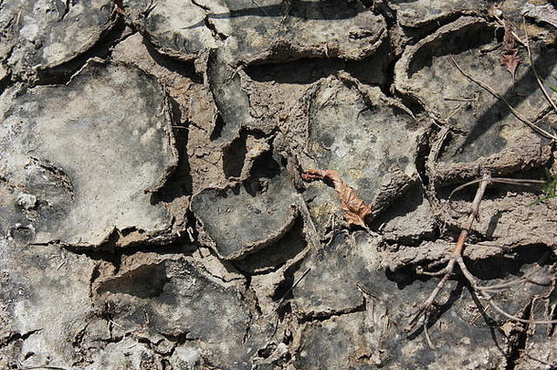 伊利诺伊州芝加哥库克县森林保护区发现的严重干燥、开裂、波纹状泥缝和卷曲泥缝。