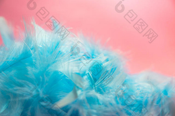 柔和而模糊的风格选择聚焦粉色背景上柔和的蓝绿色鸡毛，空间