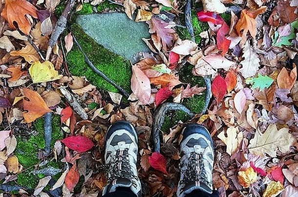在美国新泽西州徒步旅行时俯瞰秋天，脚下有秋天的树叶、苔藓和树根