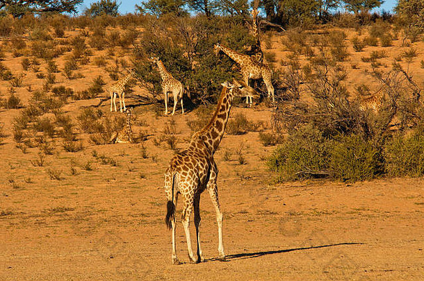 长颈鹿在吃，Kgalagadi Transfontier公园，南非