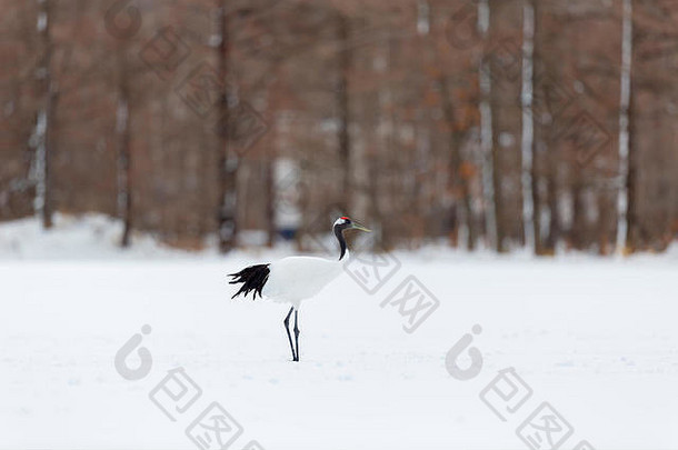 冬季迁徙期间日本北海道的丹顶鹤或日本鹤或田鼠