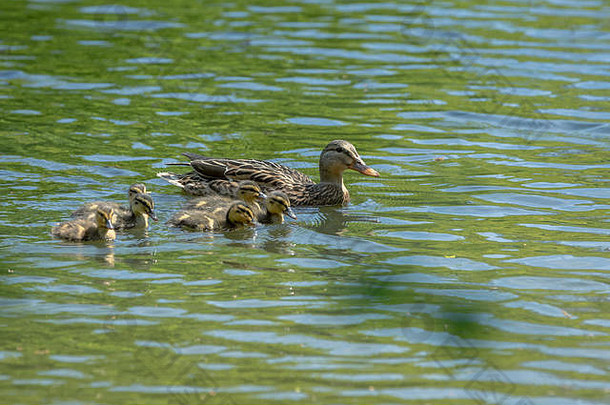 在河里游泳的野鸭家族