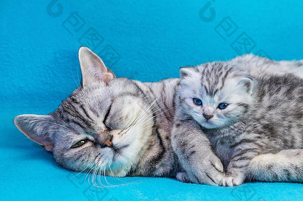 英国短毛<strong>黑银</strong>斑斑猫妈妈和小猫躺在蓝色衣服上