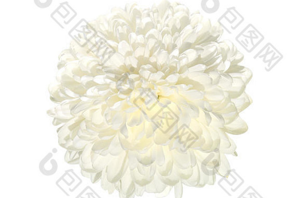 单白色菊花花关闭孤立的白色背景美丽的优雅的花朵精致的花瓣