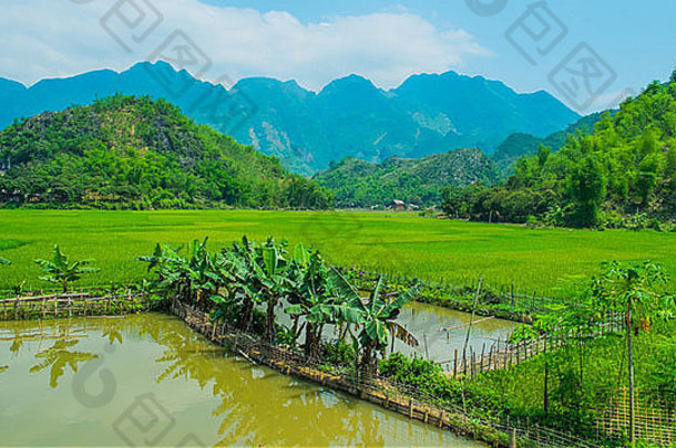 夏天景观绿色大米场山越南