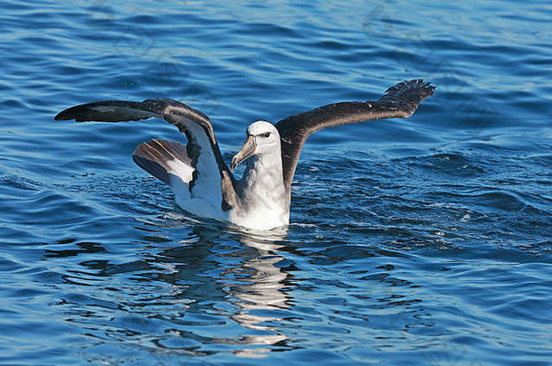 智利瓦尔帕莱索，萨尔文信天翁（ThalassarcheSalvini）在海面上发育不成熟，<strong>展翅飞翔</strong>