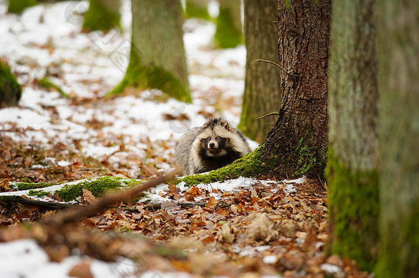 浣熊狗在冬天的森林里散步