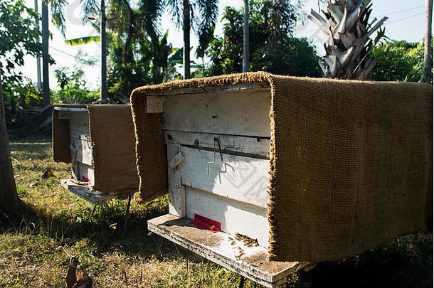 木盒子养蜂