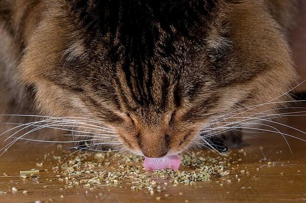 特写镜头猫吃猫薄荷头粉红色的舌头舔猫薄荷焦点鼻子舌头
